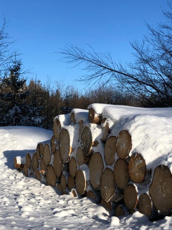 Appartamento Bocksbergglueck In Hahnenklee, Endreinigung, Bezogene Betten, Handtuecher Inklusive Goslar Esterno foto